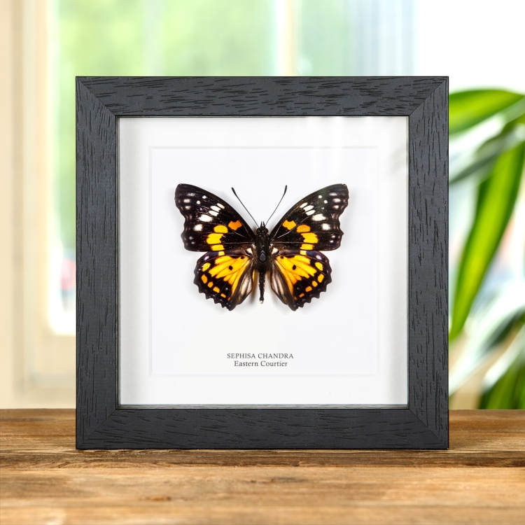 Eastern Courtier Butterfly In Box Frame (Sephisa chandra)