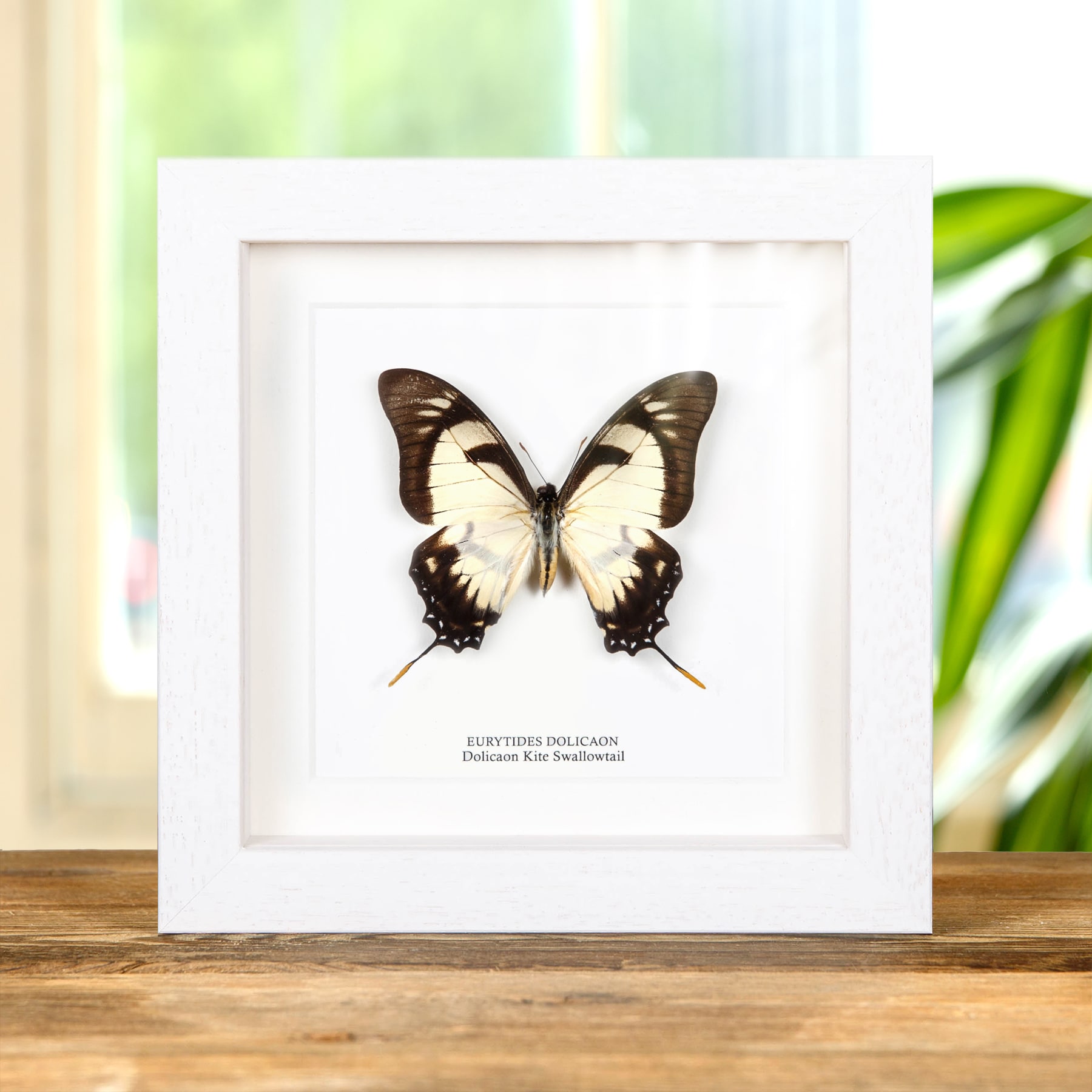 Dolicaon Kite Swallowtail Butterfly In Box Frame (Eurytides dolicaon)
