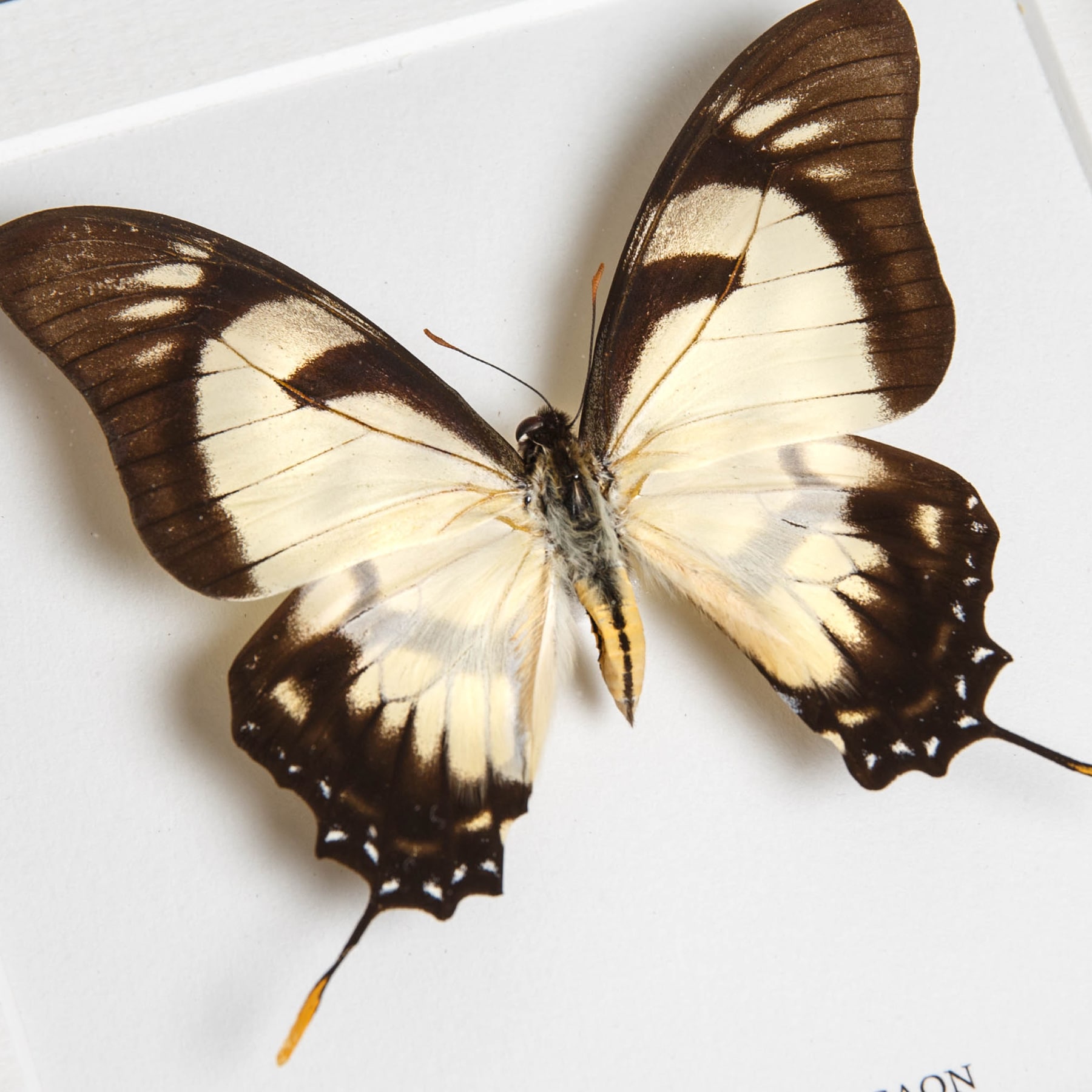 Dolicaon Kite Swallowtail Butterfly In Box Frame (Eurytides dolicaon)