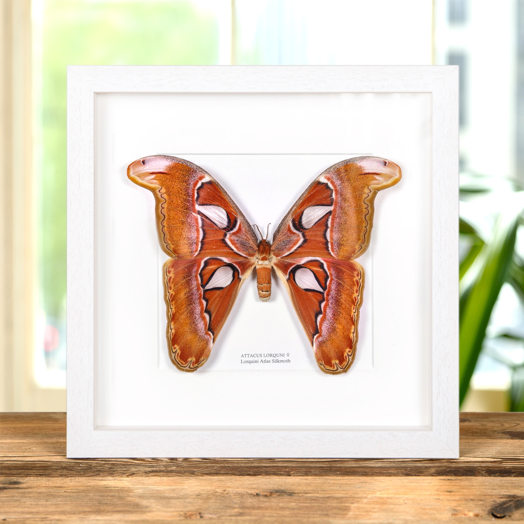 Pink Atlas Moth Female In Box Frame (Attacus lorquini)