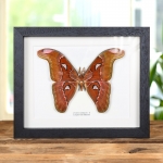 Minibeast Pink Atlas Moth In Box Frame (Attacus lorquini)