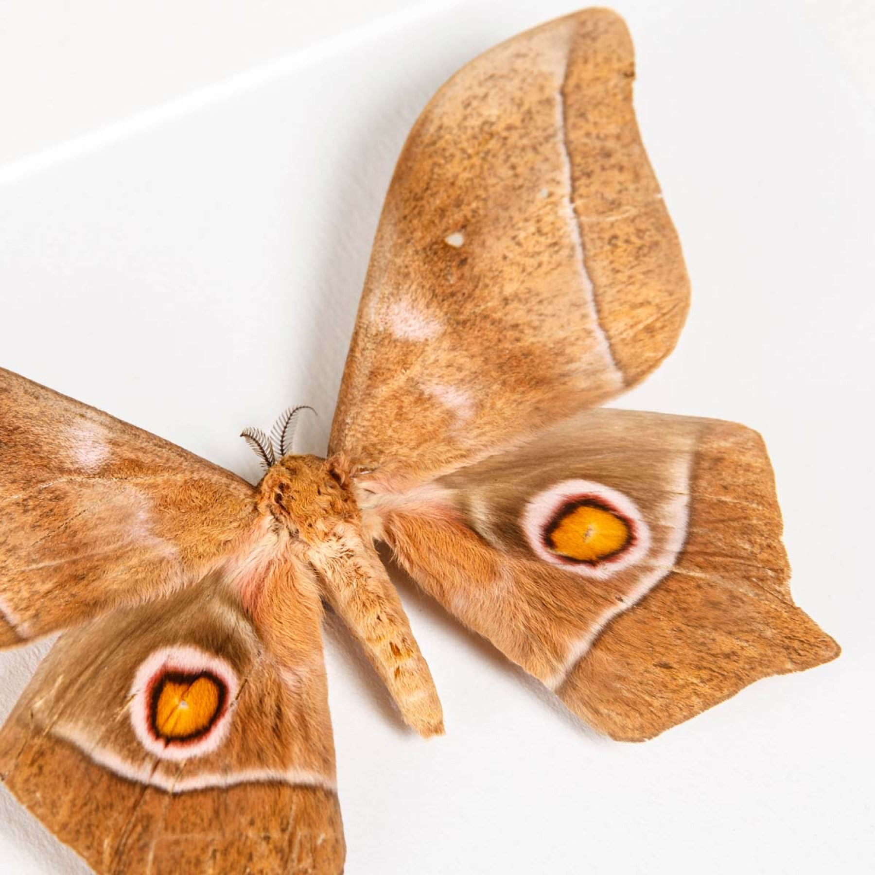 Imbrasia epimethea Moth In Box Frame From Calabar Coast Imbrasia epimethea Moth In Box Frame From Calabar Coast