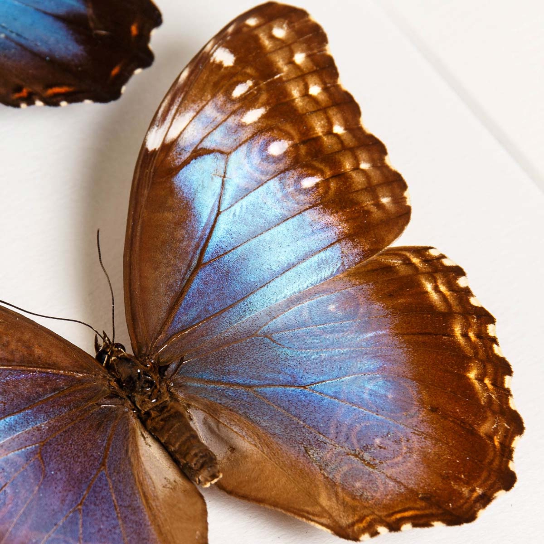 Minibeast Helenor Blue Morpho Butterfly In Box Frame (Morpho helenor montezuma)