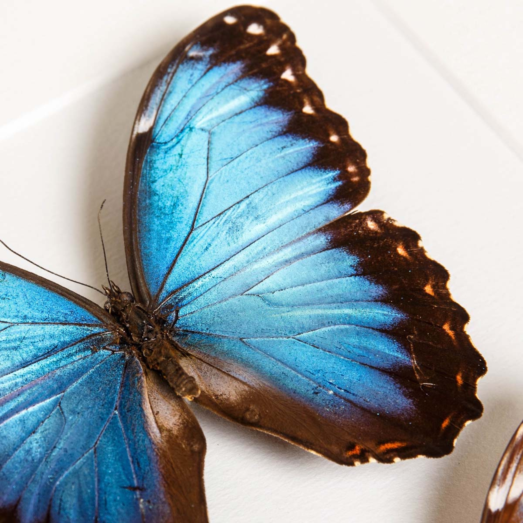Minibeast Helenor Blue Morpho Butterfly In Box Frame (Morpho helenor montezuma)