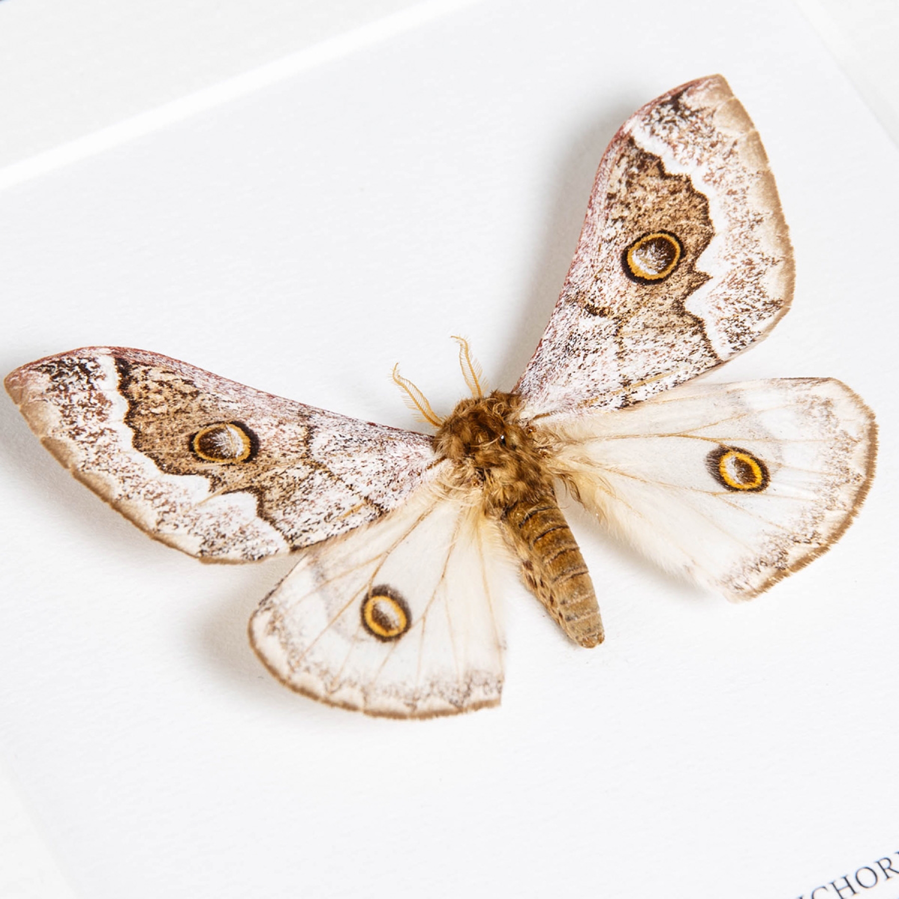 Minibeast Cavorting Emperor In Box Frame (Usta terpsichore)
