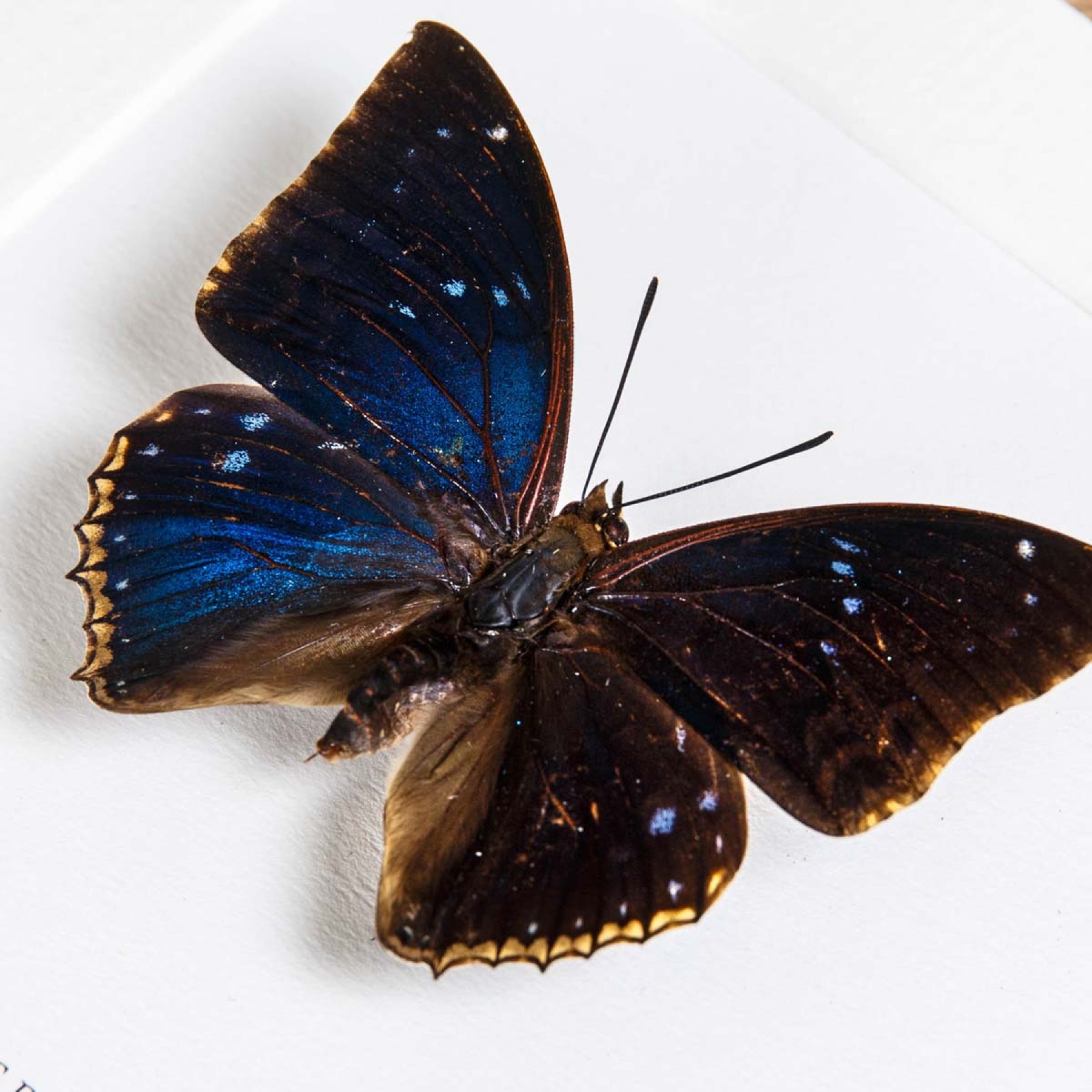 Two-spot Blue Charaxes Butterfly In Box Frame (Charaxes bipunctatus)