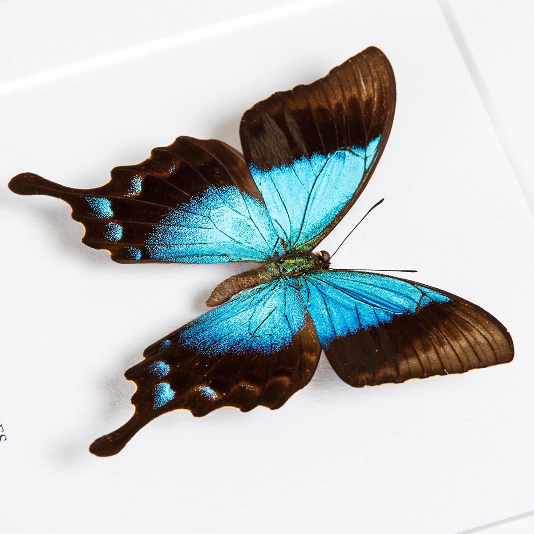 Asian Swallowtail Butterfly Trio In Box Frame (Papilio ulysses telegonus, lorquinianus & pericles)
