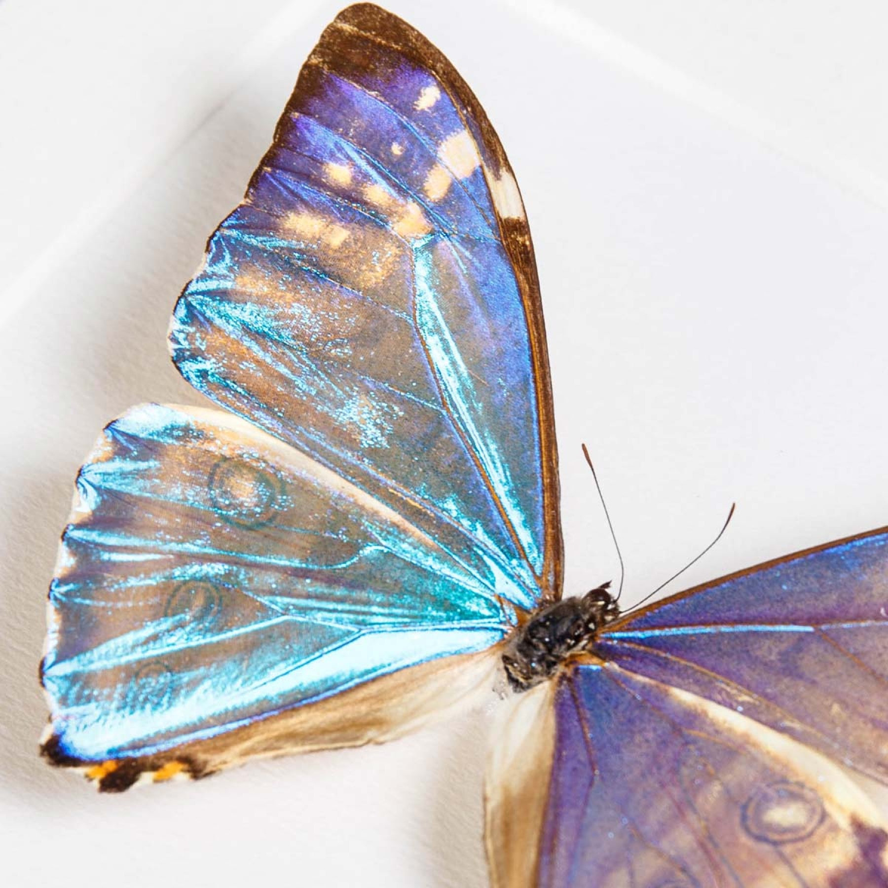 Zephyritis Morpho Butterfly In Box Frame (Morpho zephyritis)