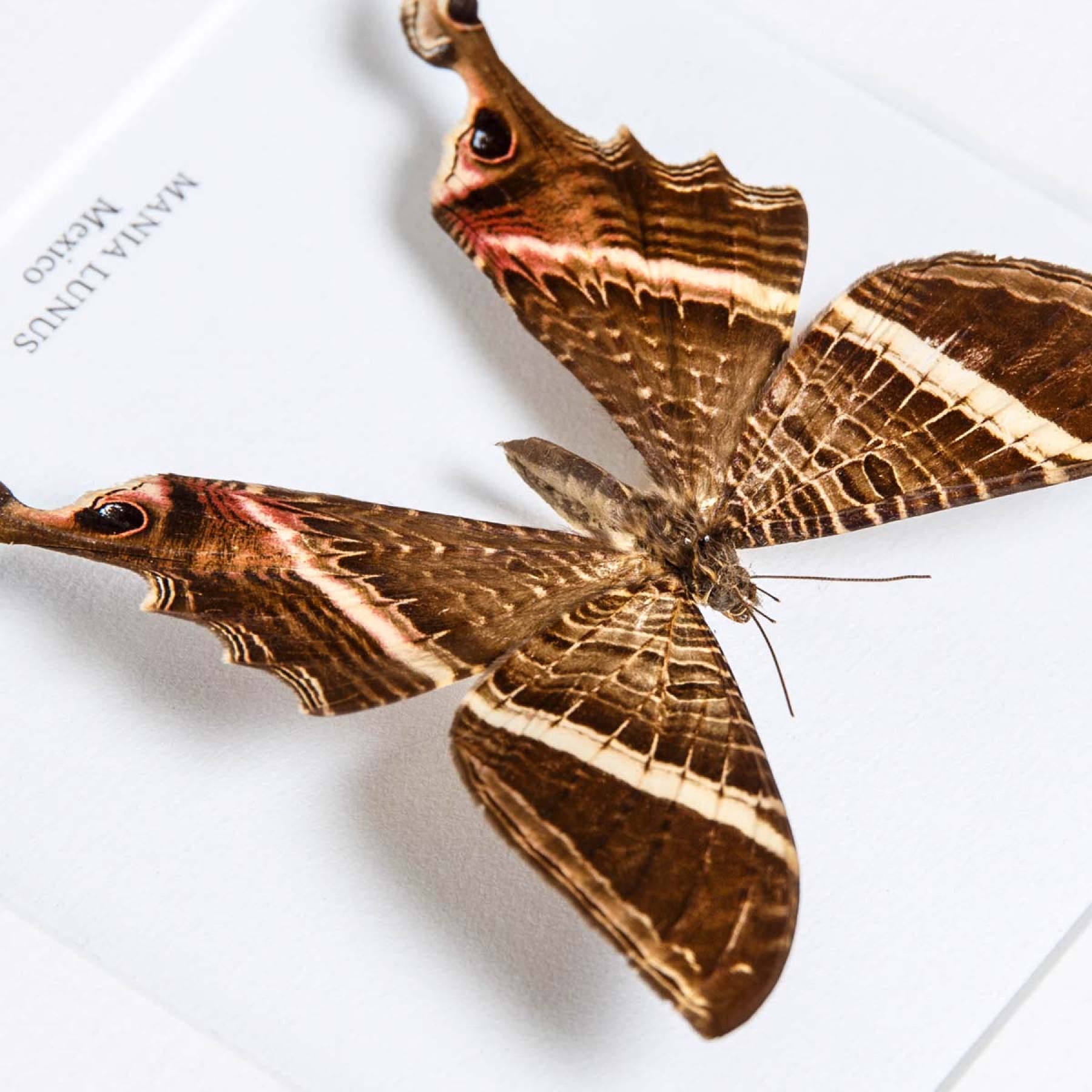 Mania lunus Moth In Box Frame from Mexico