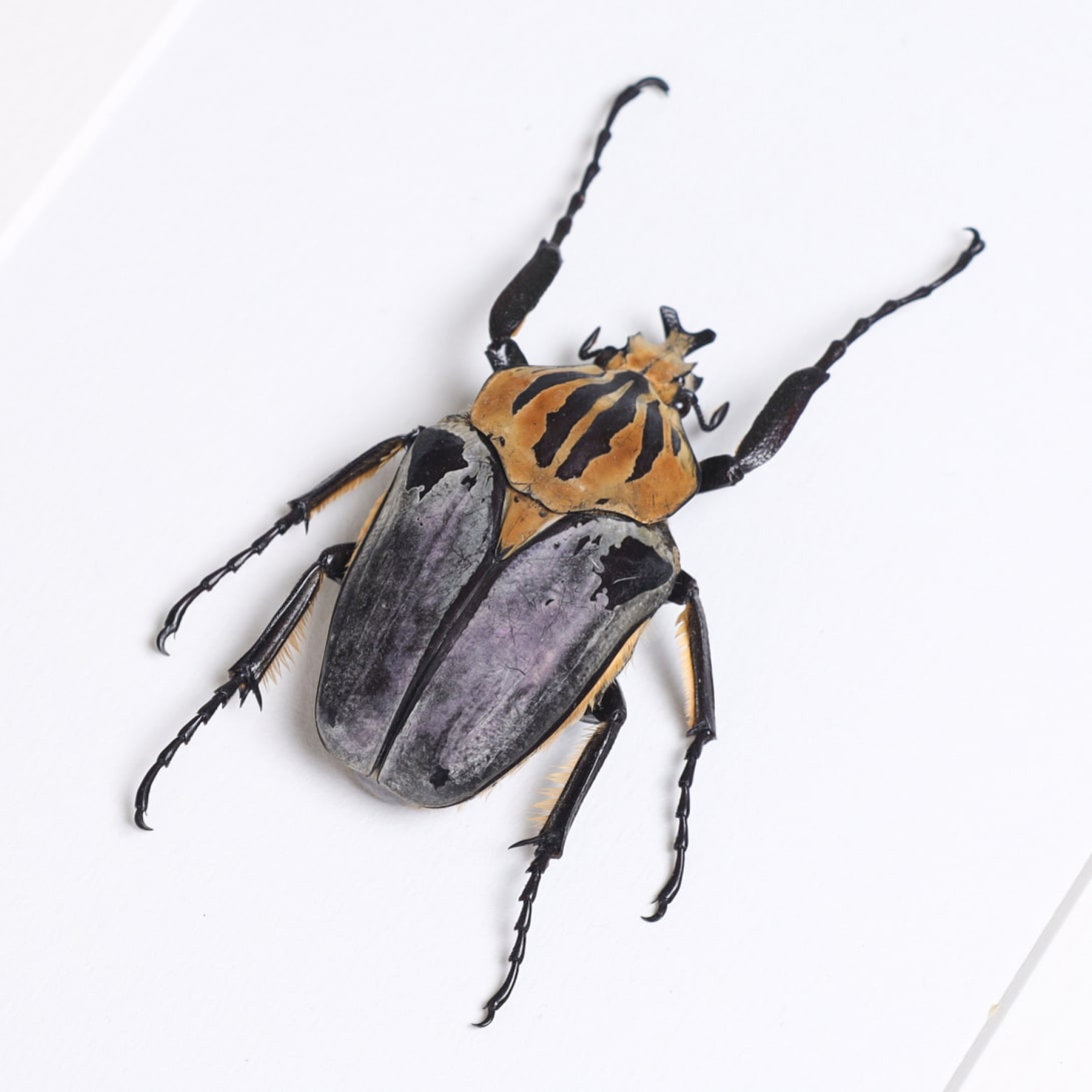 Minibeast Taxiderm Chief Goliath Beetle In Box Frame (Goliathus cacicus)