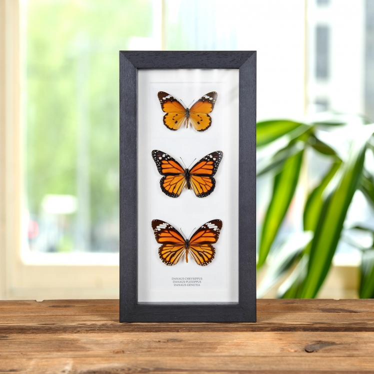 Tiger Butterfly Tribe Trio In Box Frame (Danaus chrysippus, plexippus & genutia)