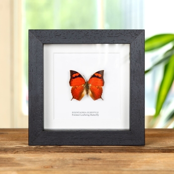 Pointed Leafwing Butterfly In Box Frame (Fountainea eurypyle)