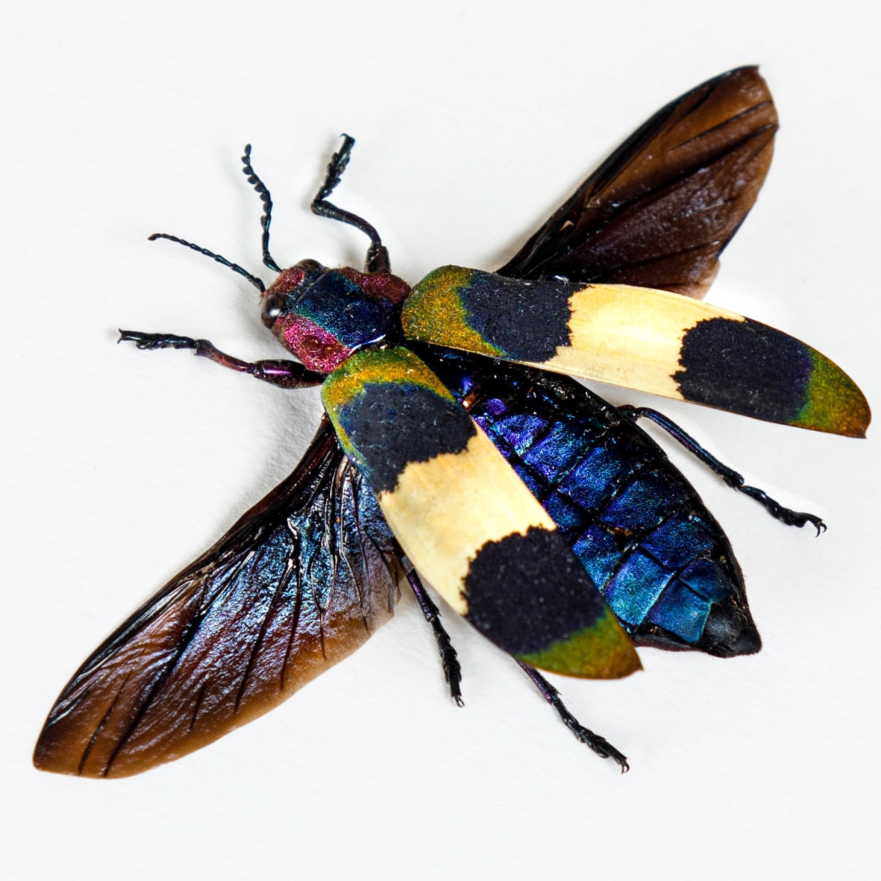 Chrysochroa corbetti In Box Frame From Thailand