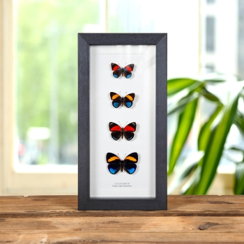 Eighty-eight Butterfly Quartet In Box Frame (Callicore sp)
