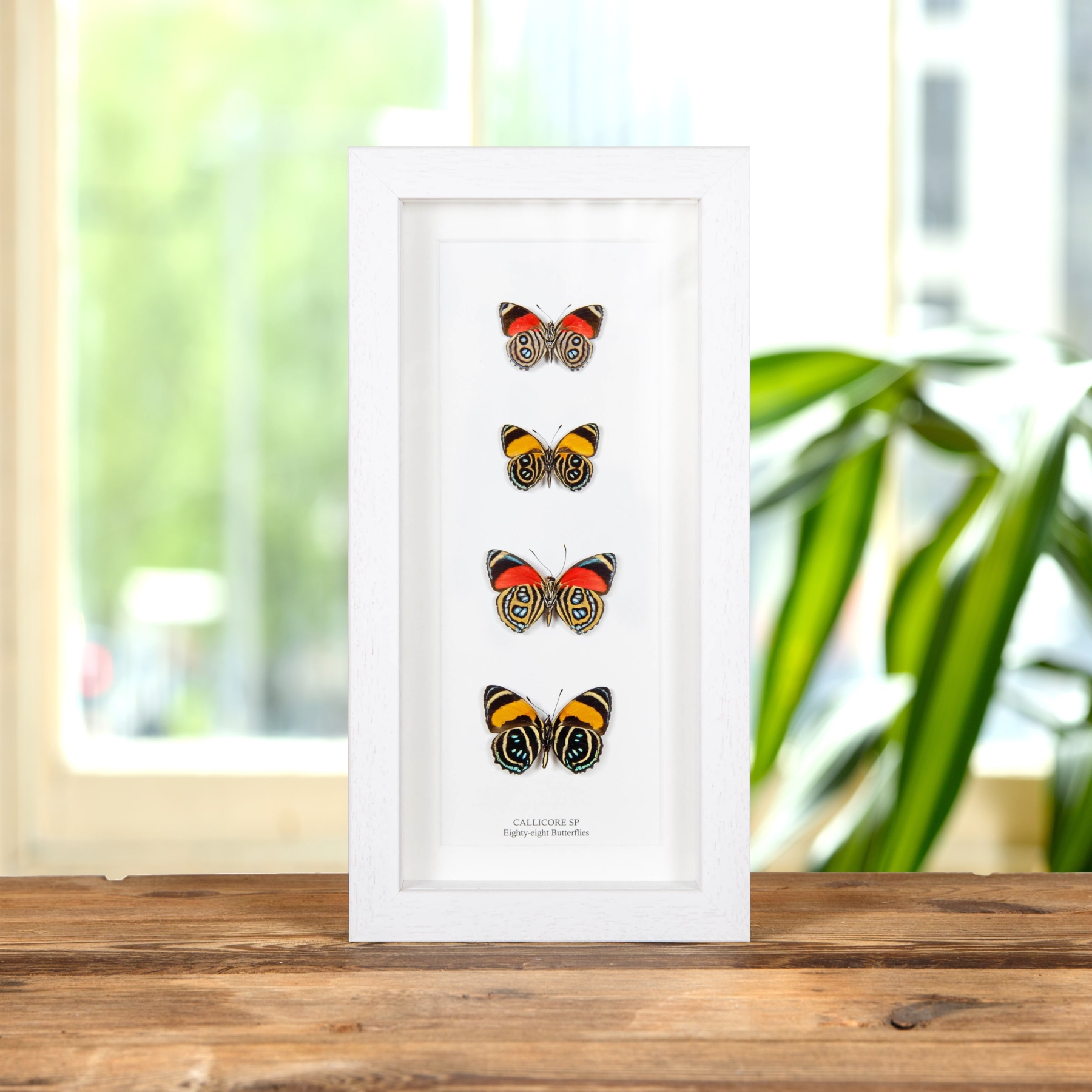 Minibeast Eighty-eight Butterfly Quartet Ventral Side In Box Frame (Callicore sp)