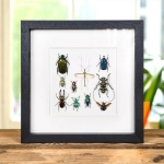 Minibeast Mixed Insect Display Frame