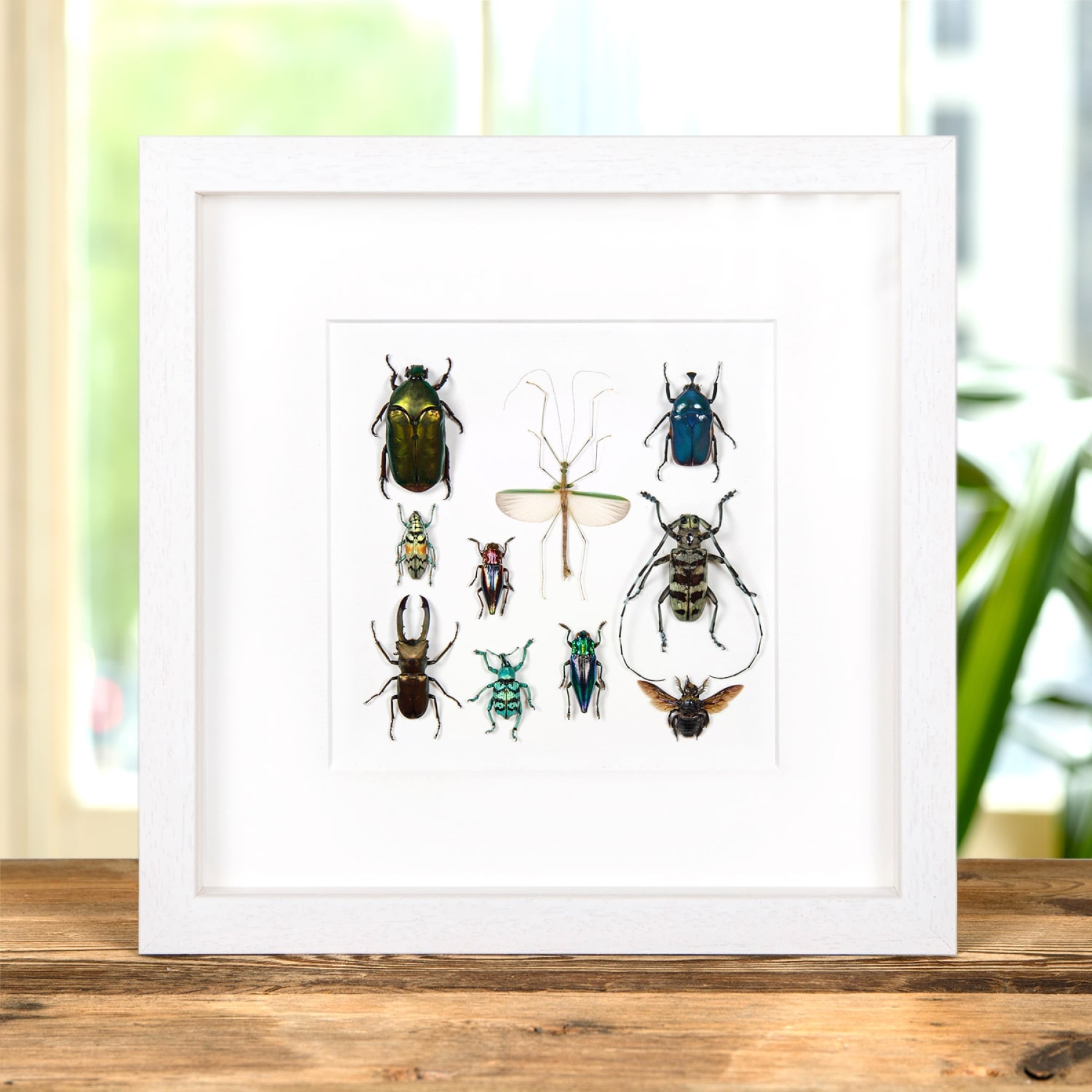 Mixed Insect Display Frame