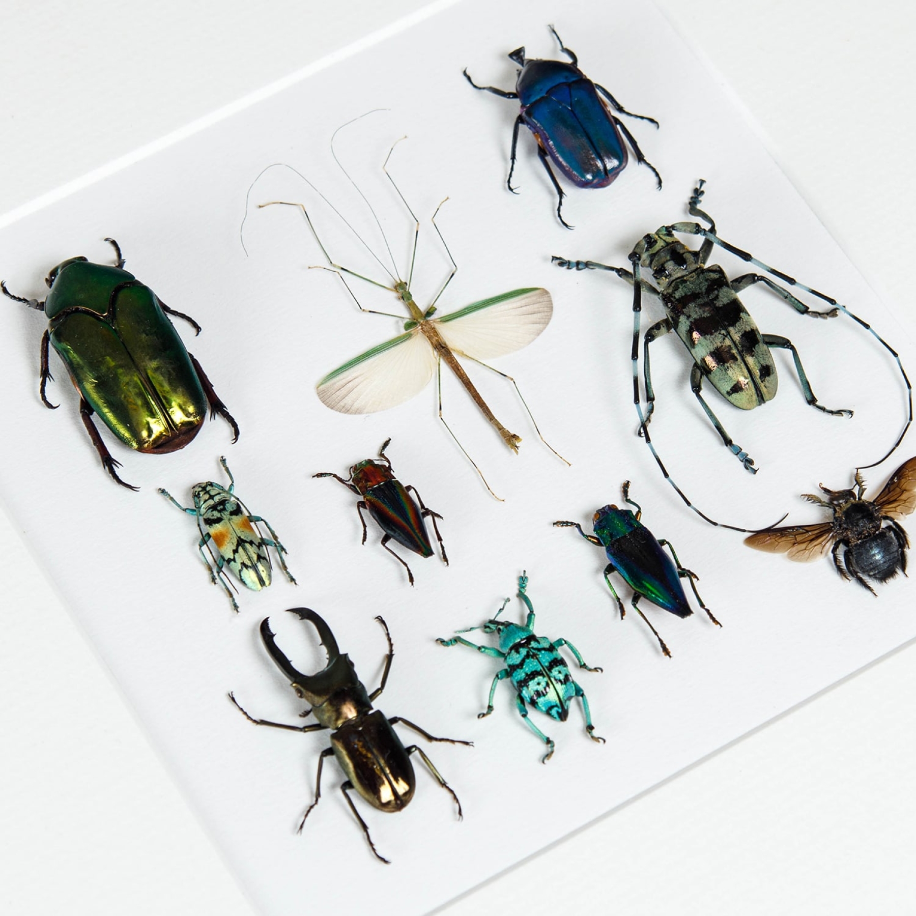 Mixed Insect Display Frame