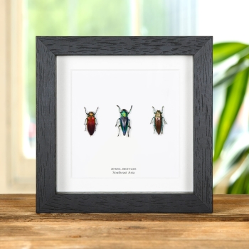 Jewel Beetles In Box Frame 