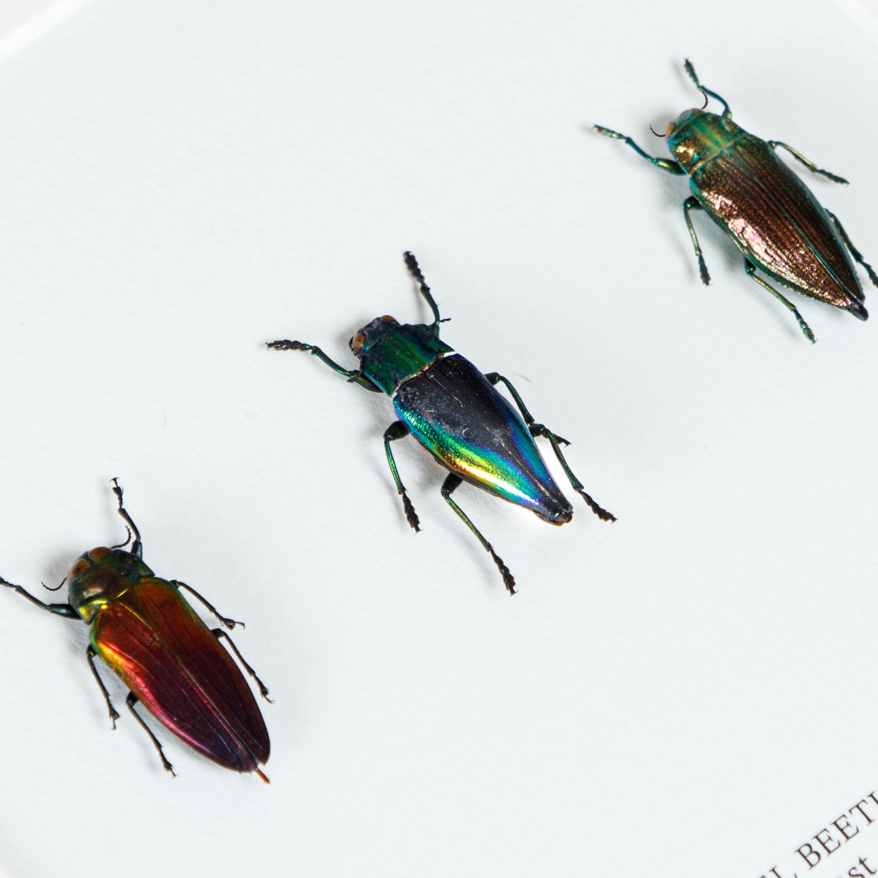 Minibeast Jewel Beetles In Box Frame 