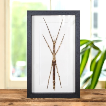 Large Stick Insect In Box Frame (Tirachoidea westwoodi)