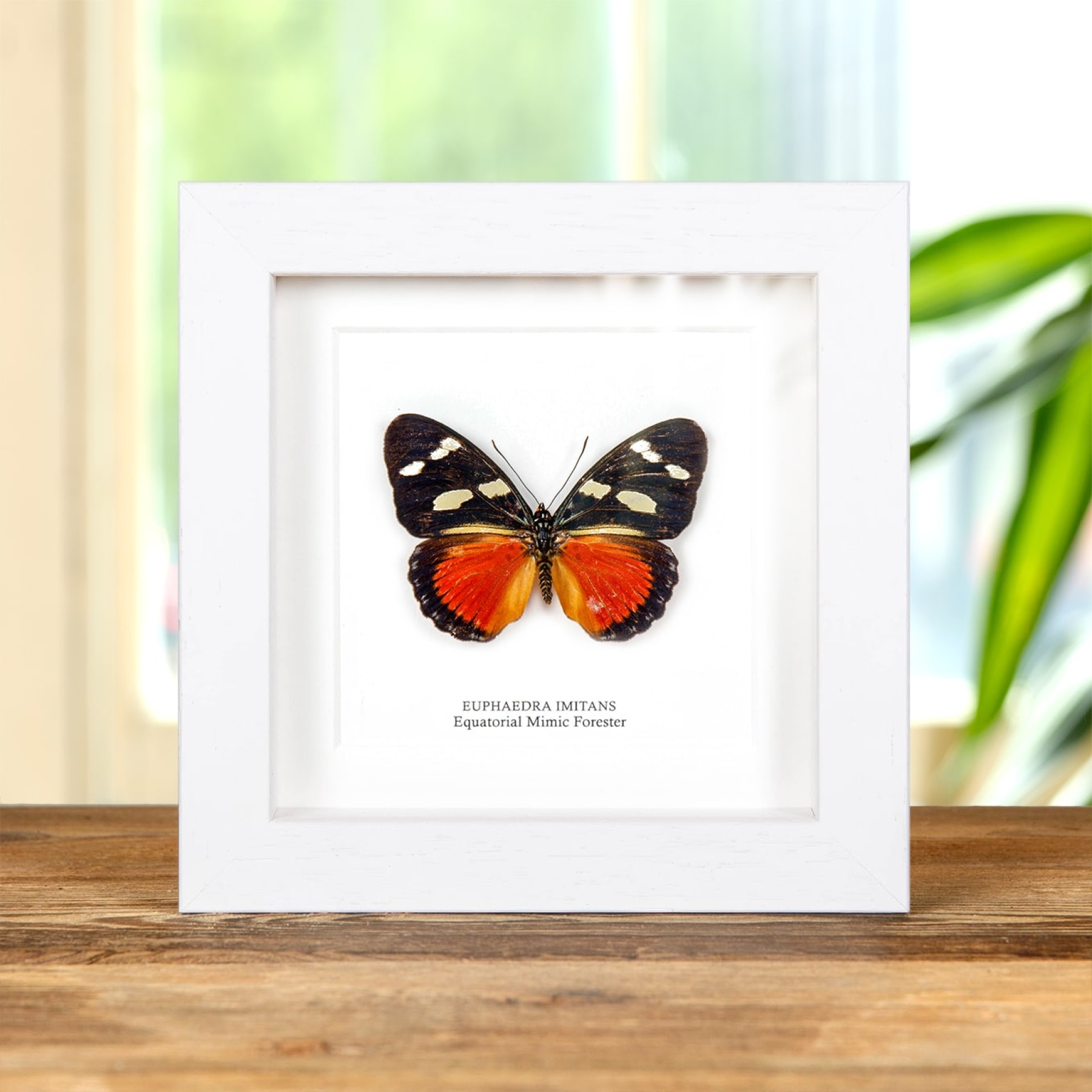 Minibeast Equatorial Mimic Forester Butterfly In Box Frame (Euphaedra imitans)