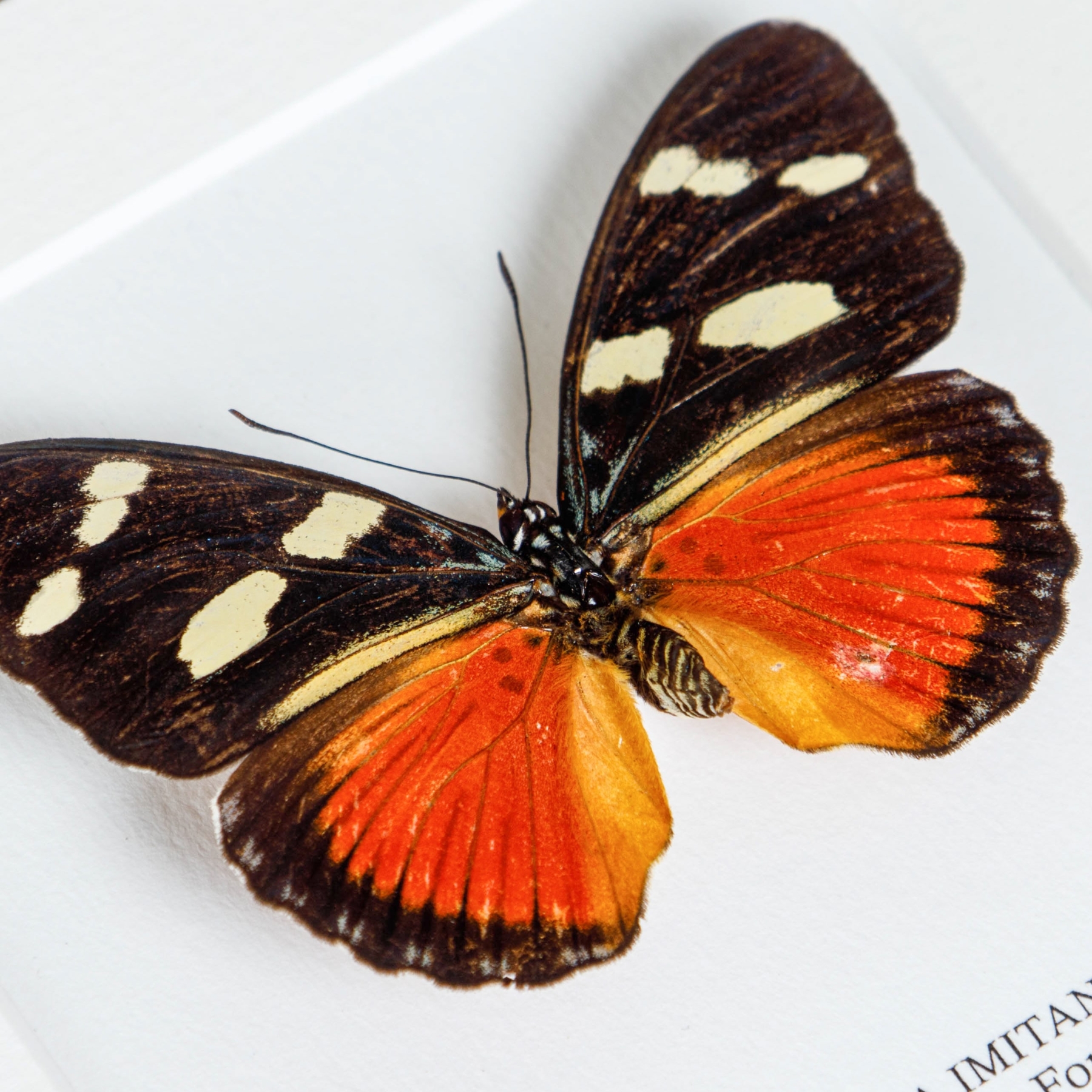 Minibeast Equatorial Mimic Forester Butterfly In Box Frame (Euphaedra imitans)