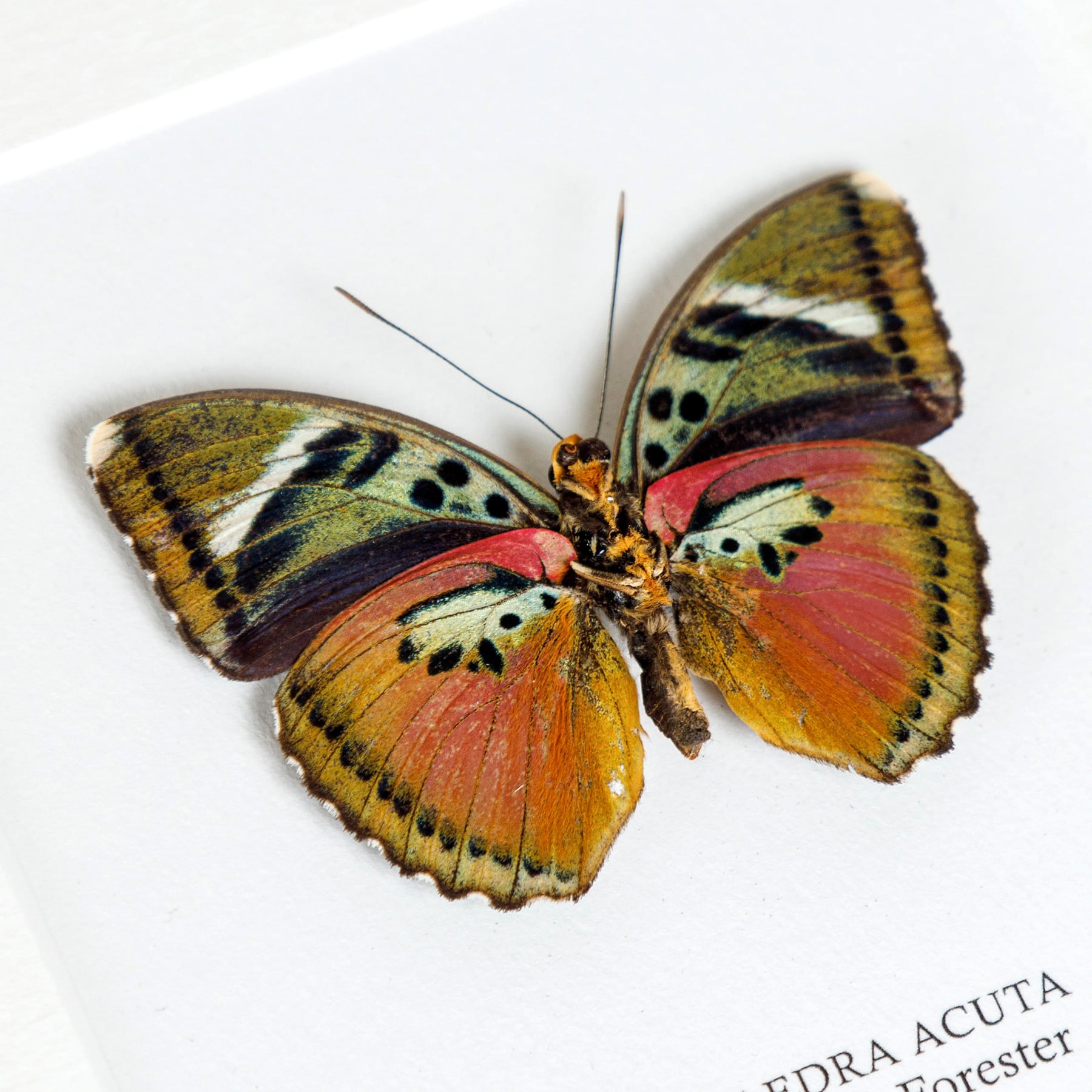 Acute Pink Forester Butterfly Ventral Side In Box Frame (Euphaedra acuta)