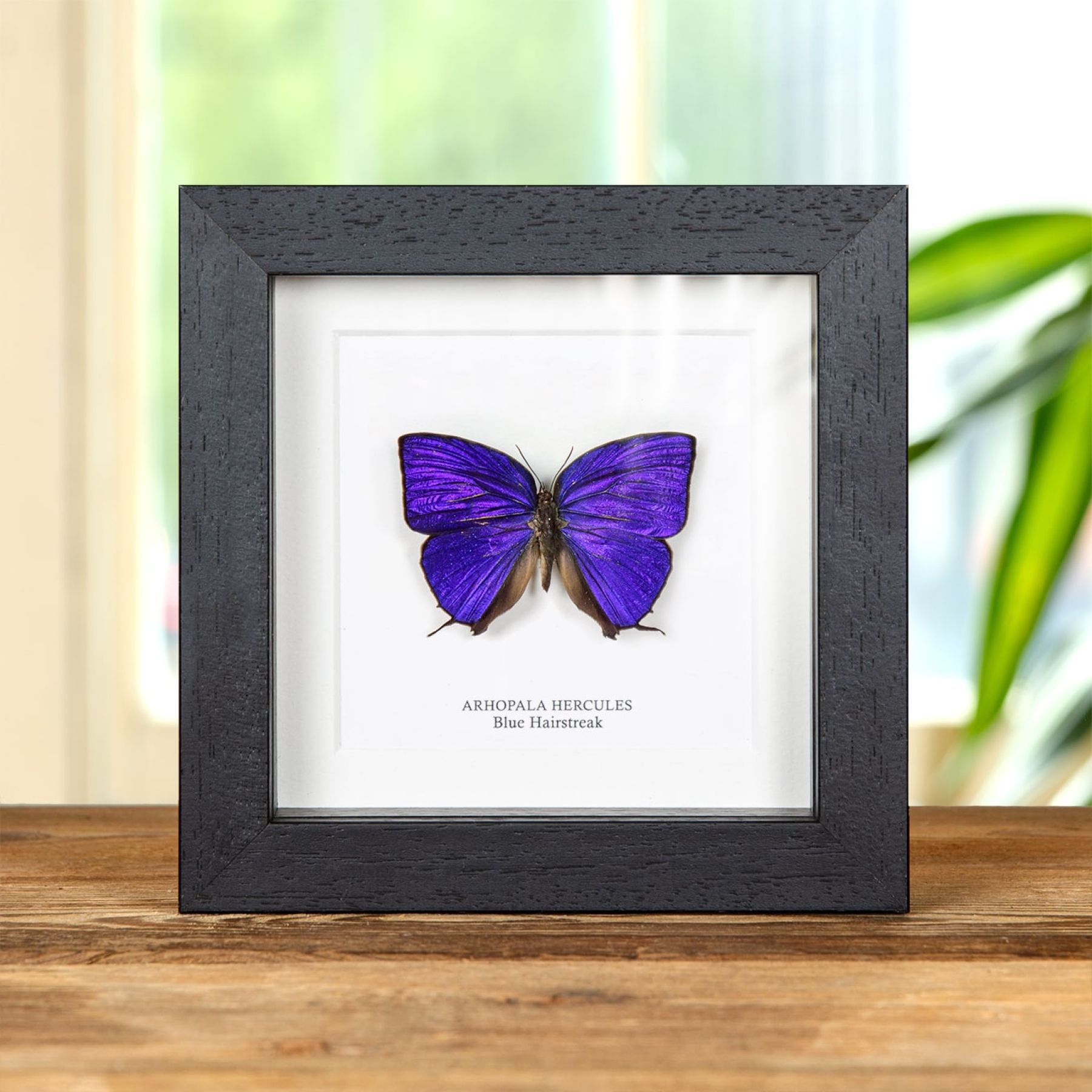 Minibeast Blue Hairstreak Butterfly In Box Frame (Arhopala hercules)