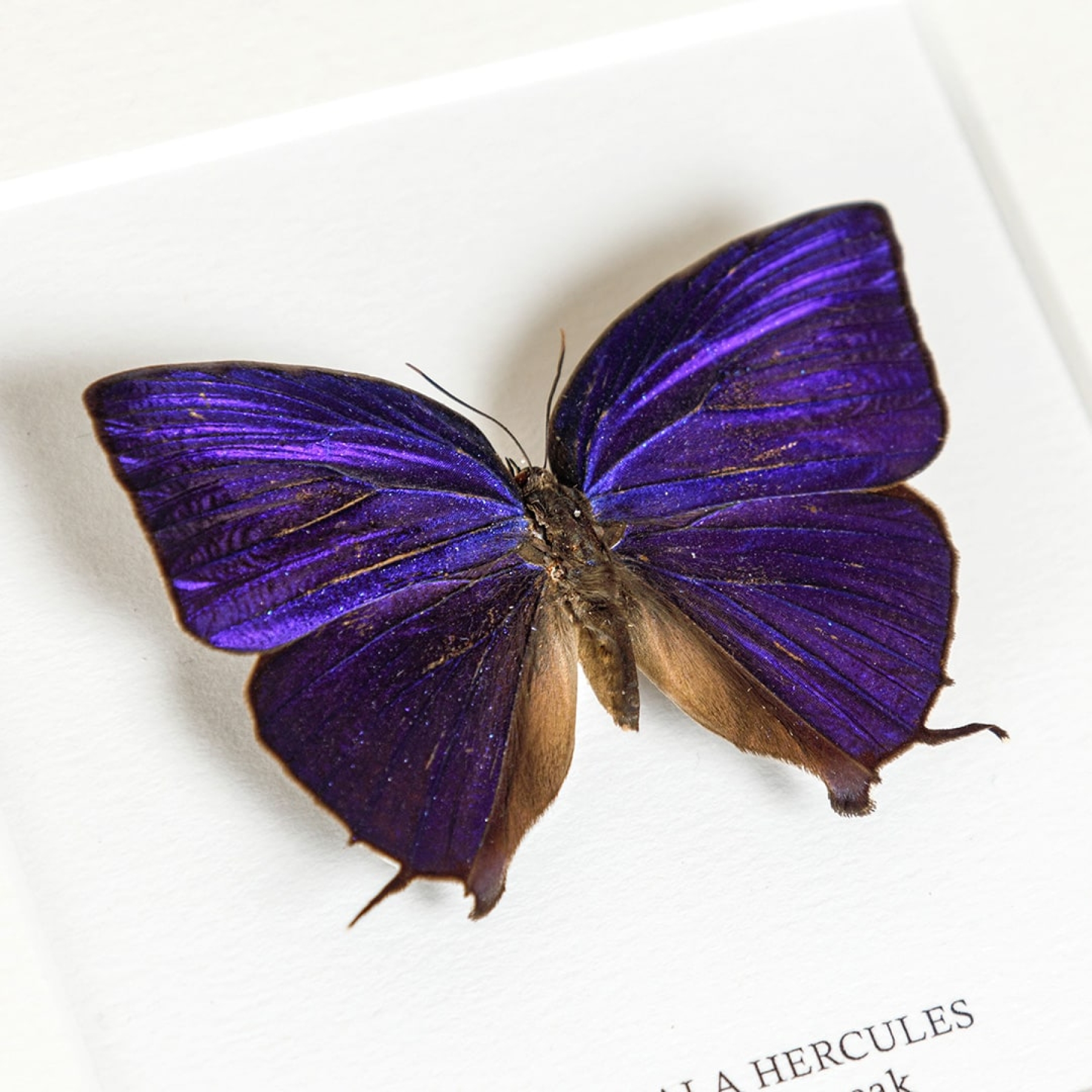 Minibeast Blue Hairstreak Butterfly In Box Frame (Arhopala hercules)