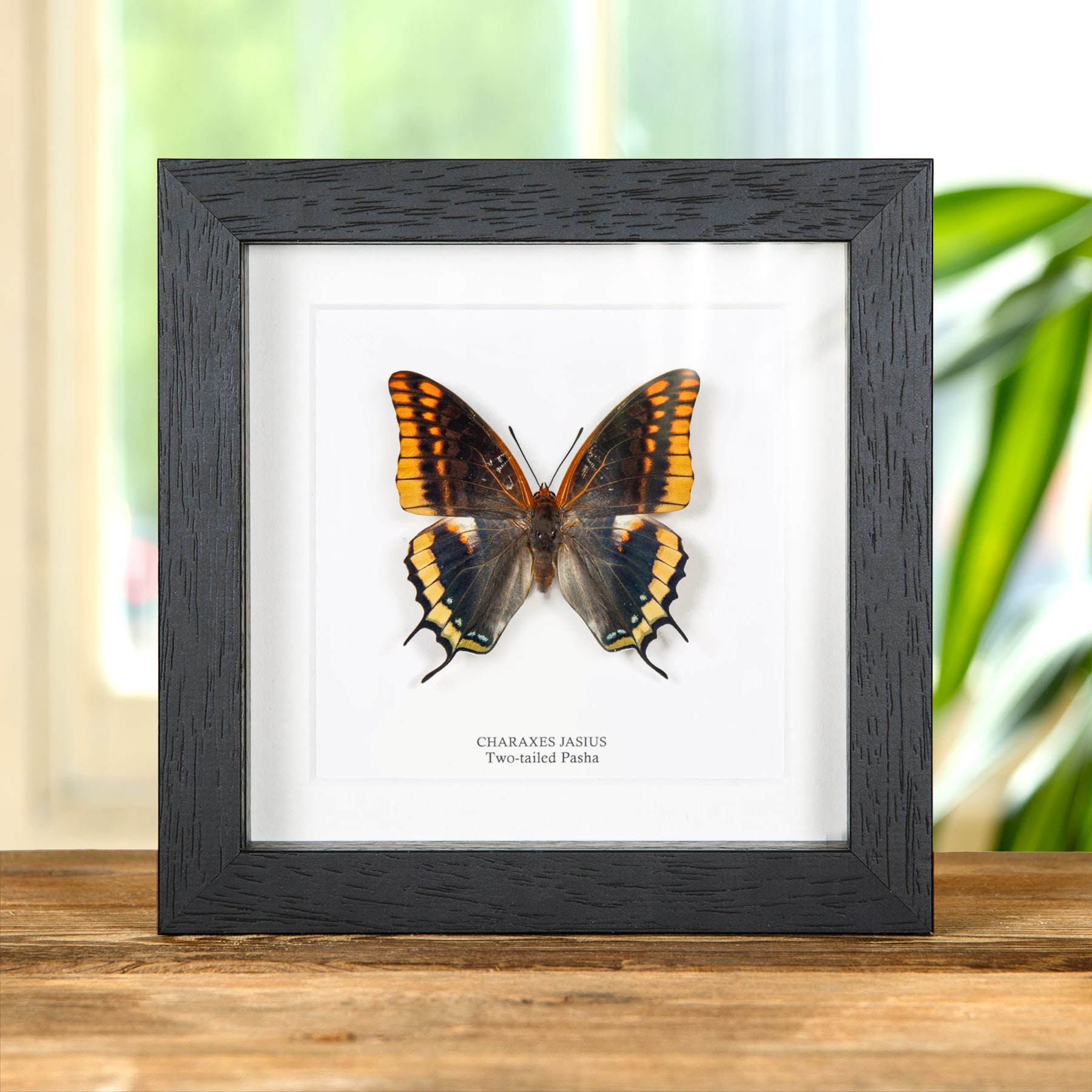 Minibeast Two-tailed Pasha Butterfly In Box Frame (Charaxes jasius)