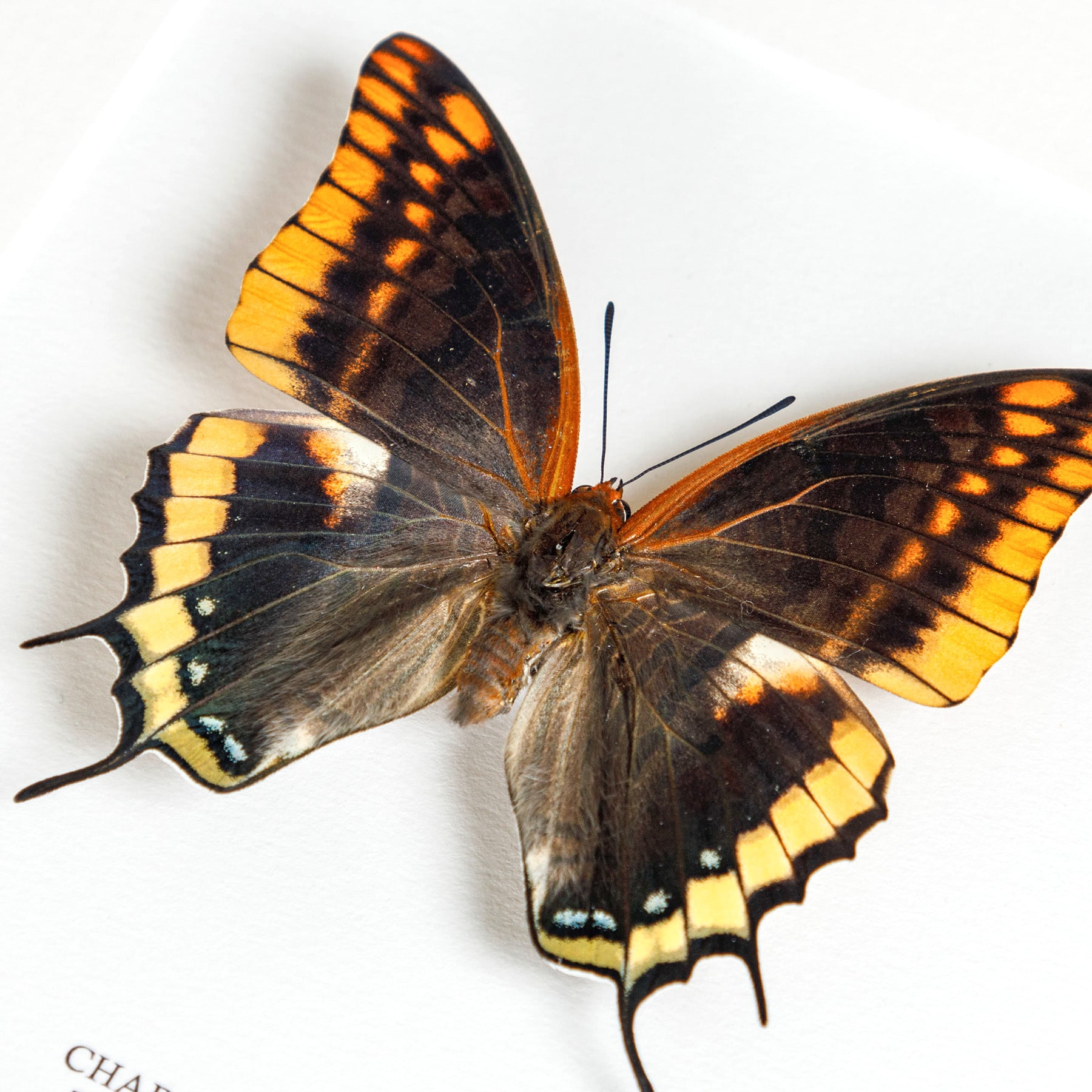 Minibeast Two-tailed Pasha Butterfly In Box Frame (Charaxes jasius)