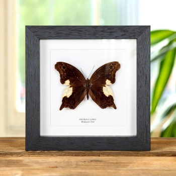 Malayan Owl Butterfly In Box Frame (Neorina lowii)