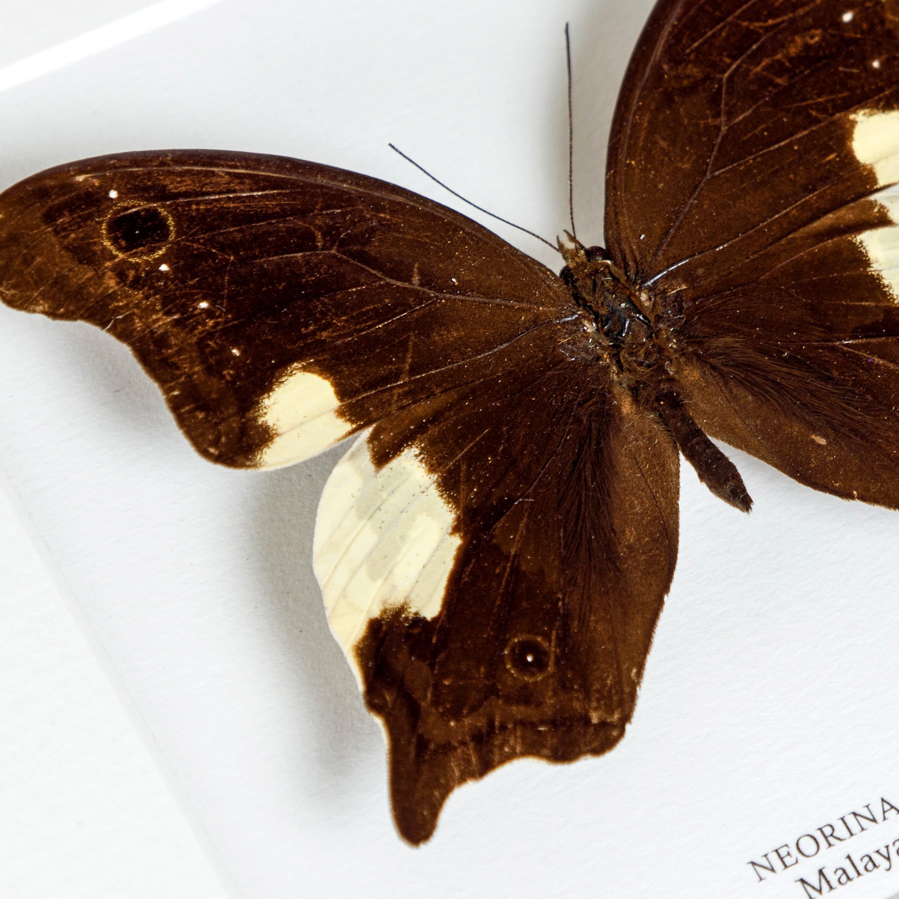 Malayan Owl Butterfly In Box Frame (Neorina lowii)