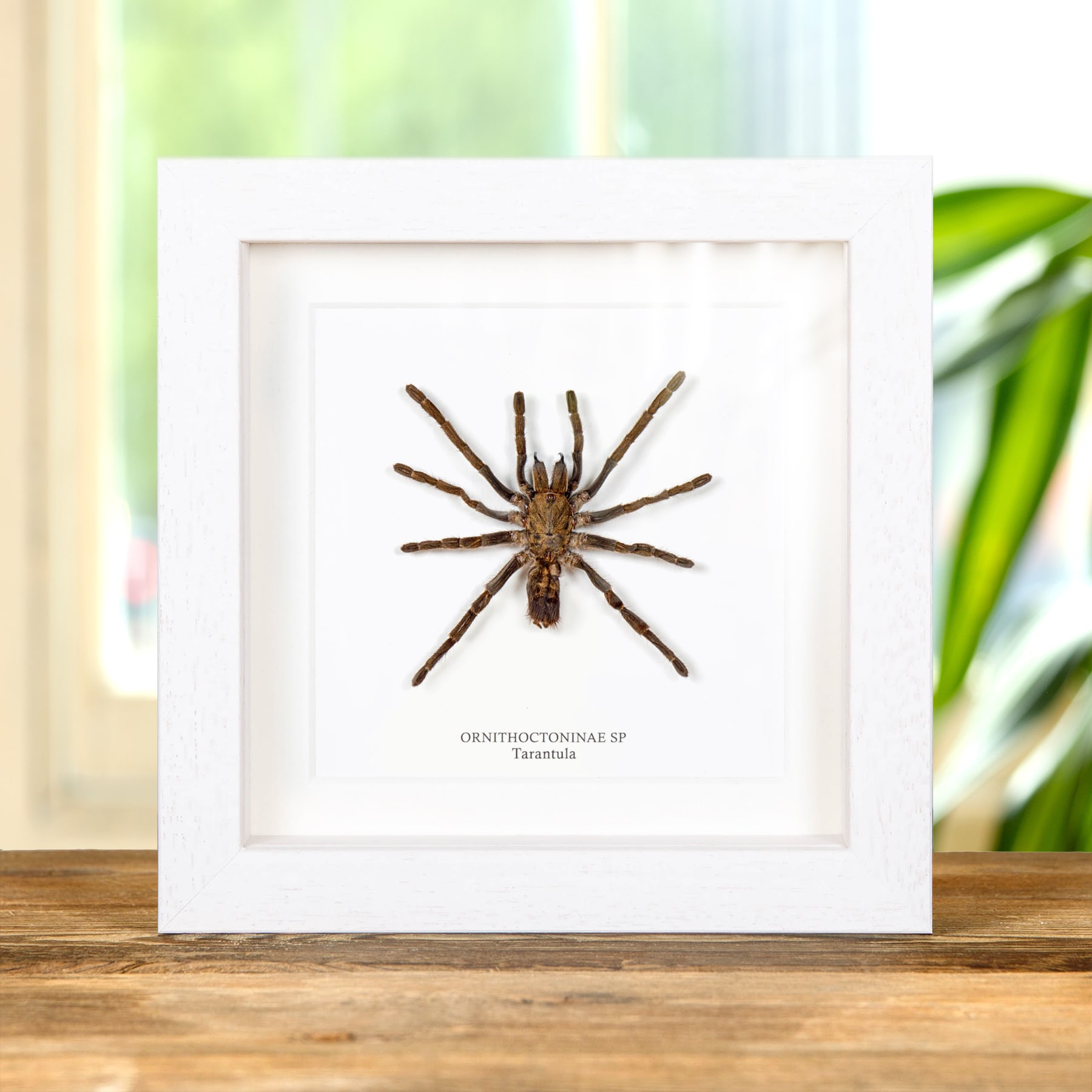 Minibeast Tarantula In Box Frame (Ornithoctoninae sp)