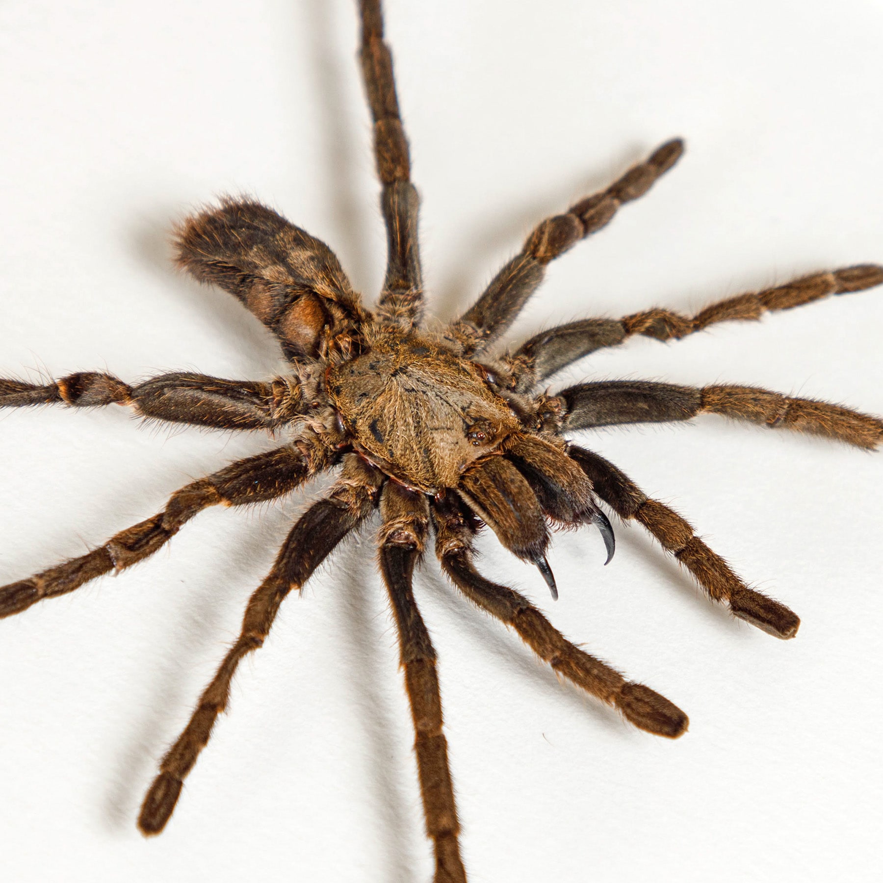 Minibeast Tarantula In Box Frame (Ornithoctoninae sp)