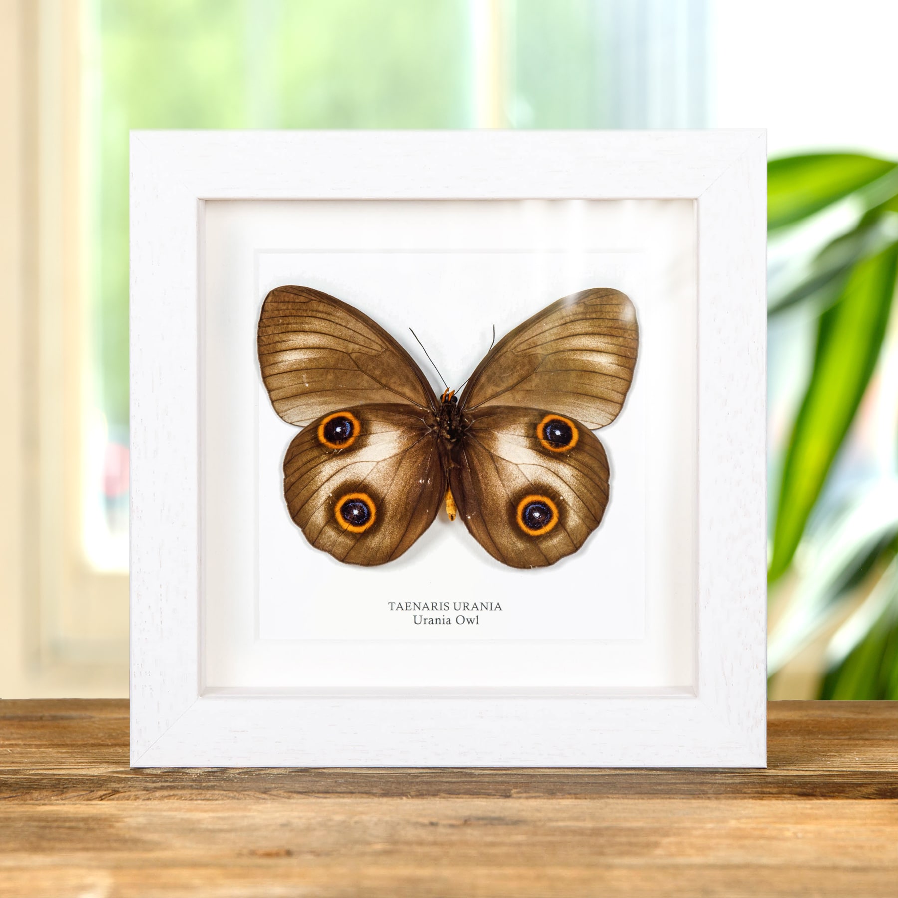 Urania Owl Butterfly In Box Frame (Taenaris urania)