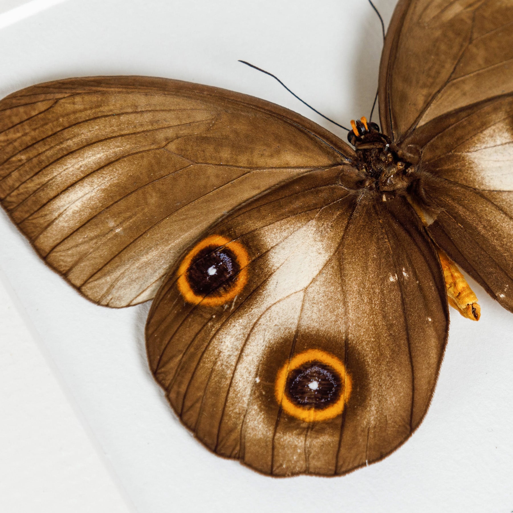 Urania Owl Butterfly In Box Frame (Taenaris urania)