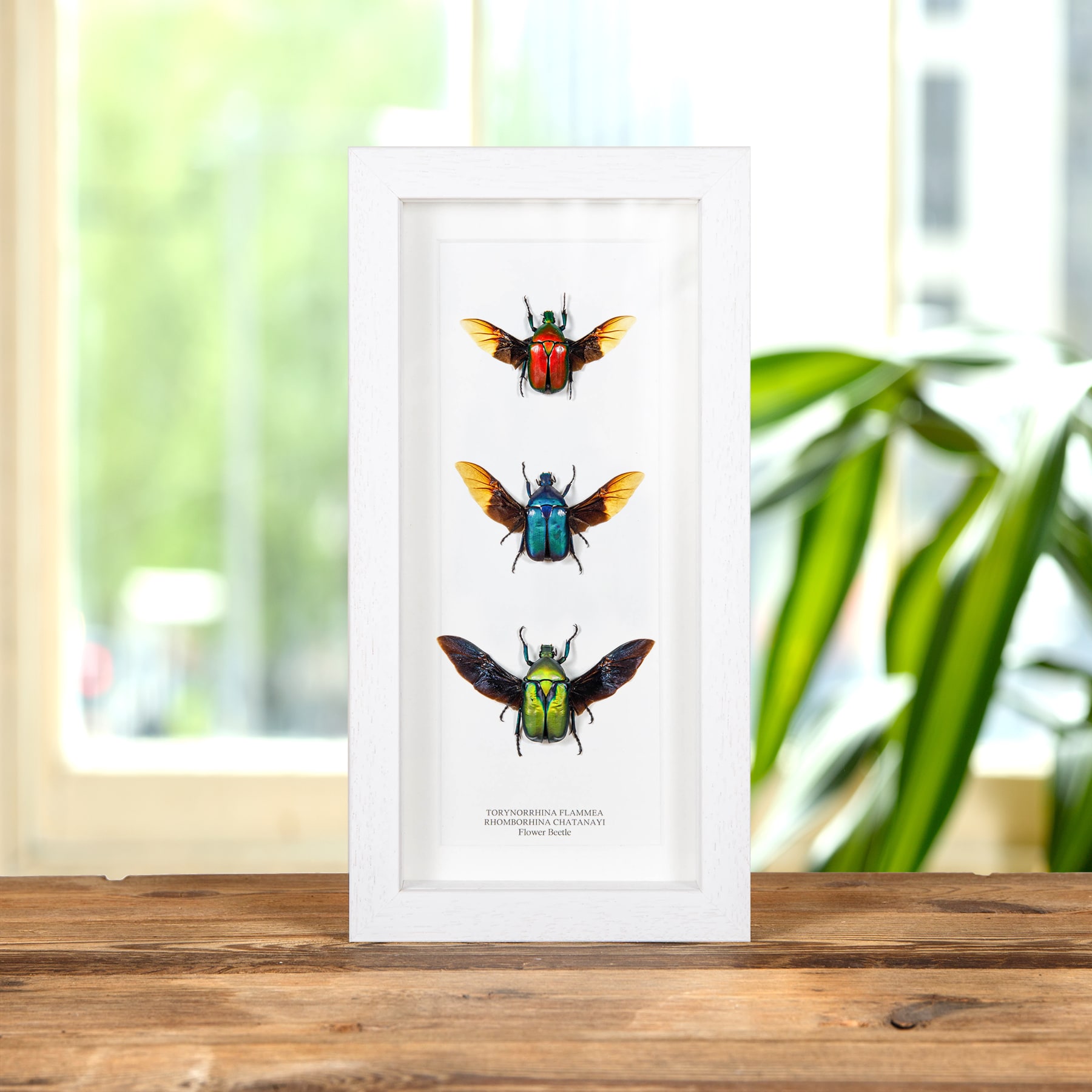 Minibeast Flower Beetle Rainbow Trio with Wings Spread In Box Frame from Thailand