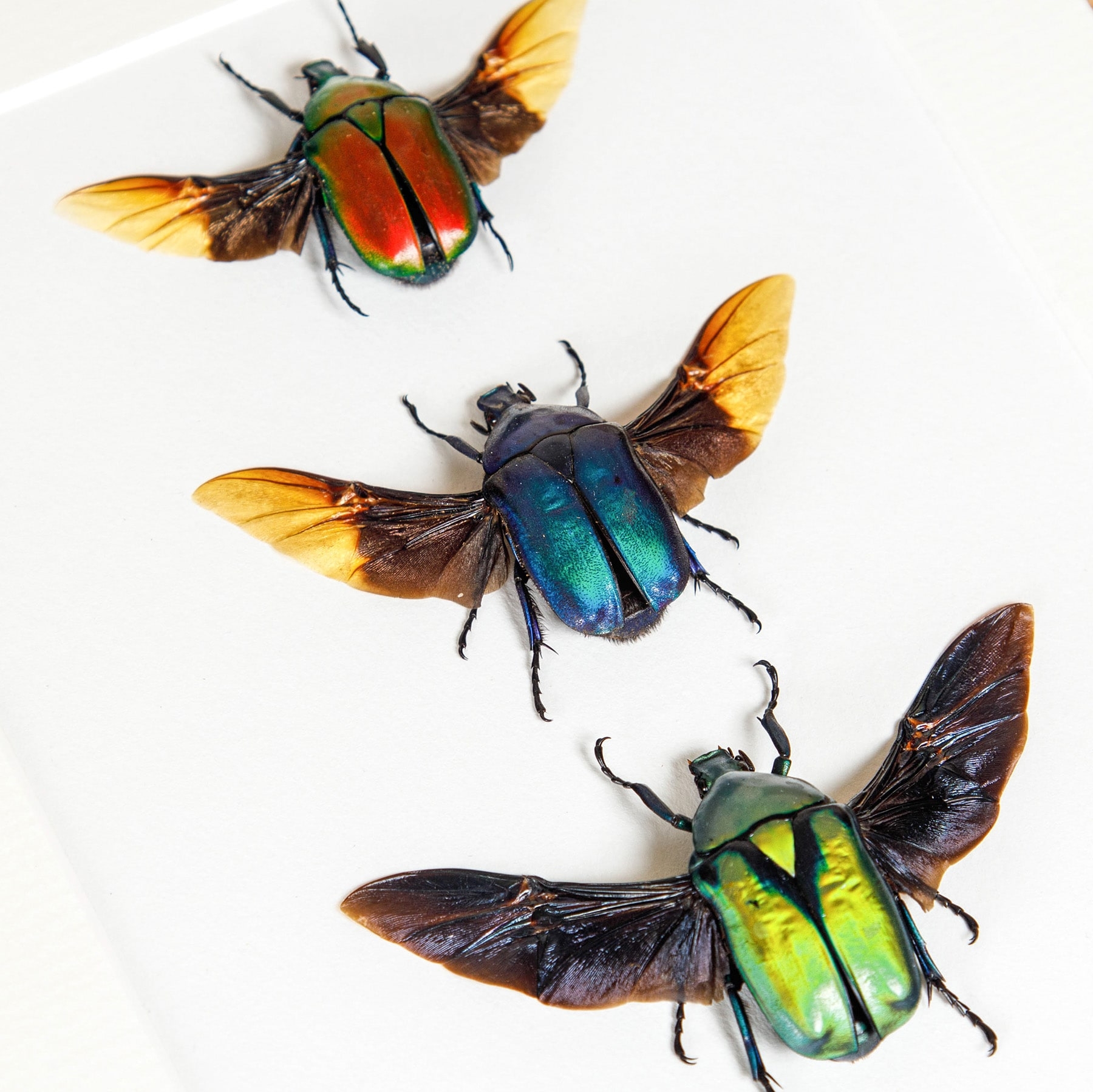 Minibeast Flower Beetle Rainbow Trio with Wings Spread In Box Frame from Thailand
