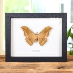Minibeast Chinese Tussar Moth In Box Frame (Antheraea pernyi)