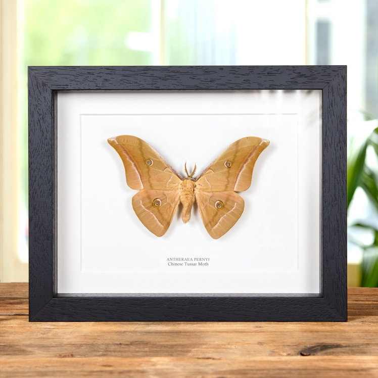 Chinese Tussar Moth In Box Frame (Antheraea pernyi)