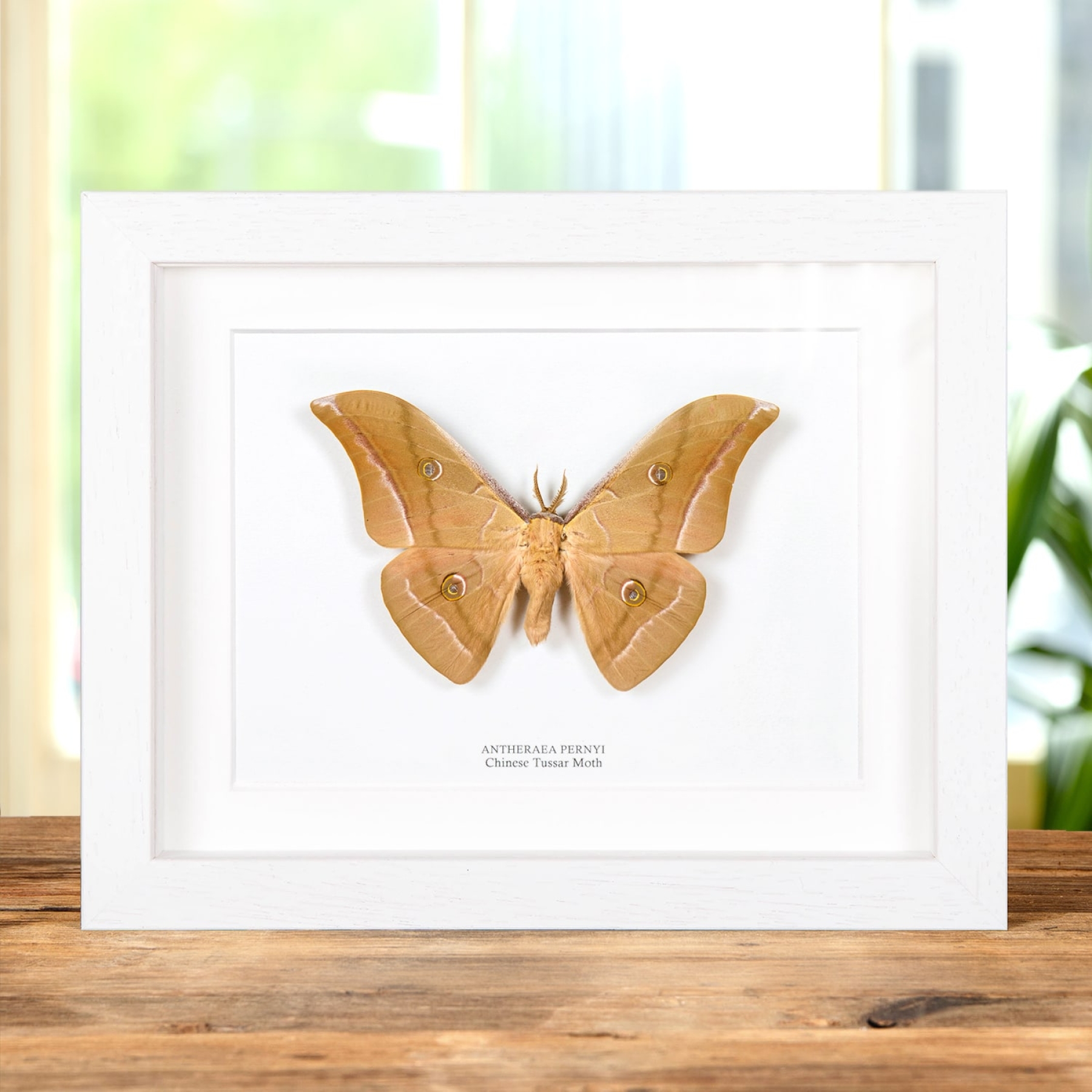 Chinese Tussar Moth In Box Frame (Antheraea pernyi)
