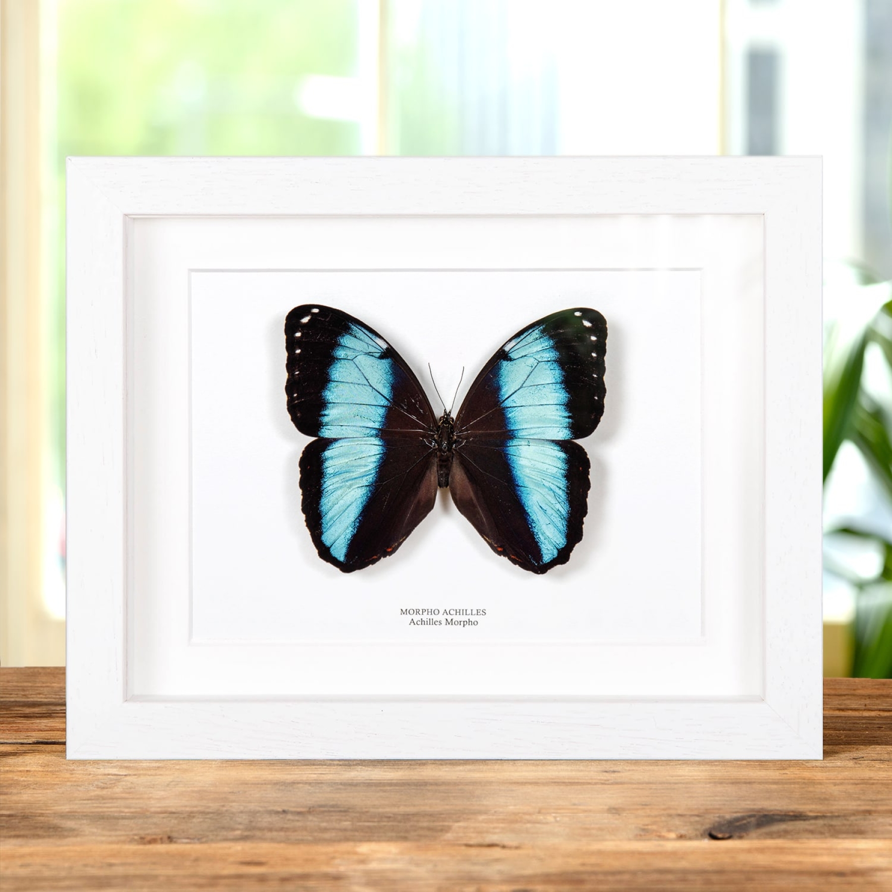Achilles Morpho In Box Frame (Morpho achilles)