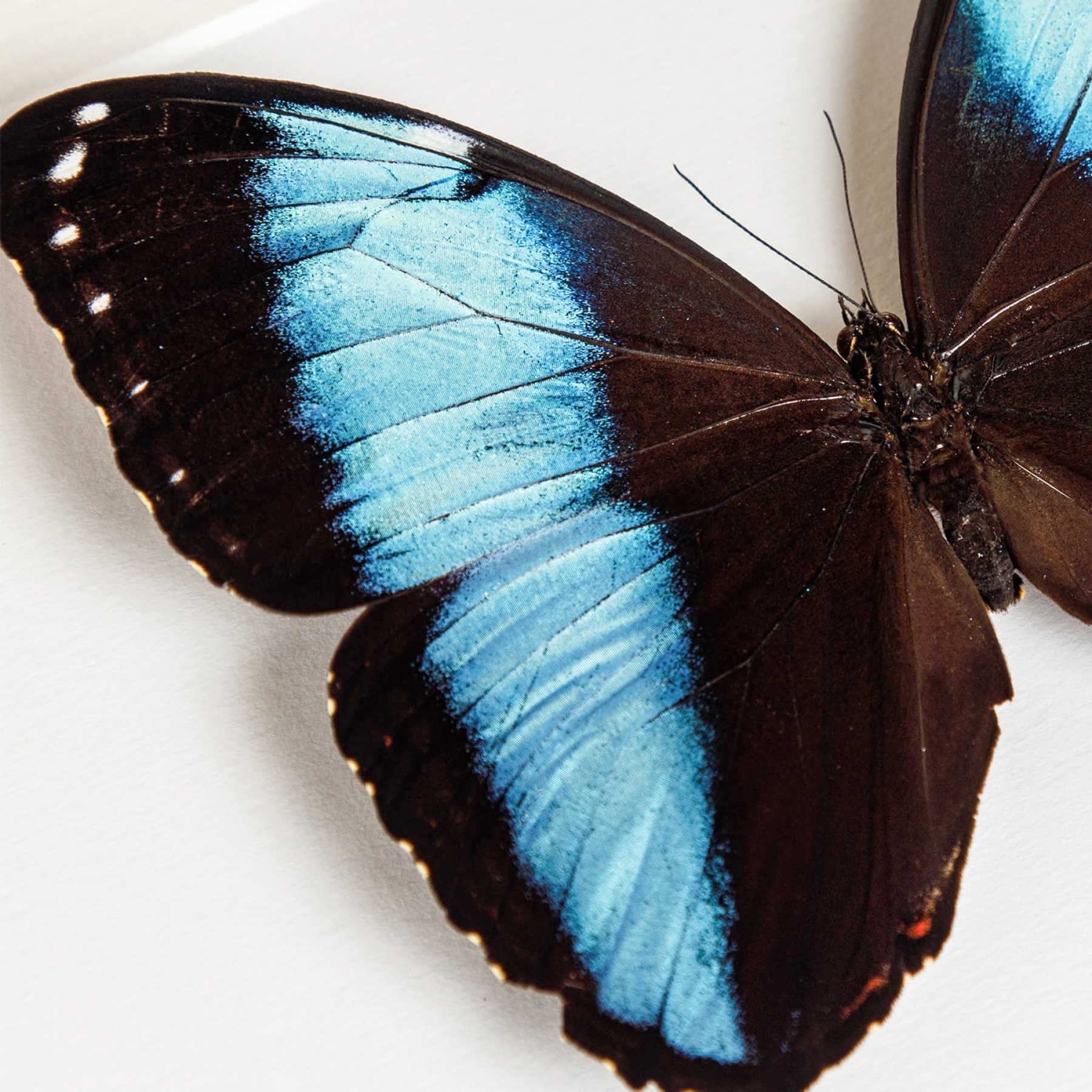 Achilles Morpho In Box Frame (Morpho achilles)