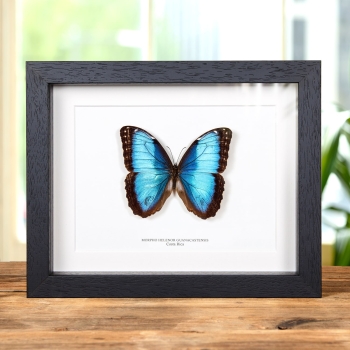 Morpho helenor guanacastensis In Box Frame From Costa Rica