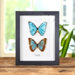 Minibeast Aurora Morpho Butterfly Male & Female Pair In Box Frame (Morpho aurora)