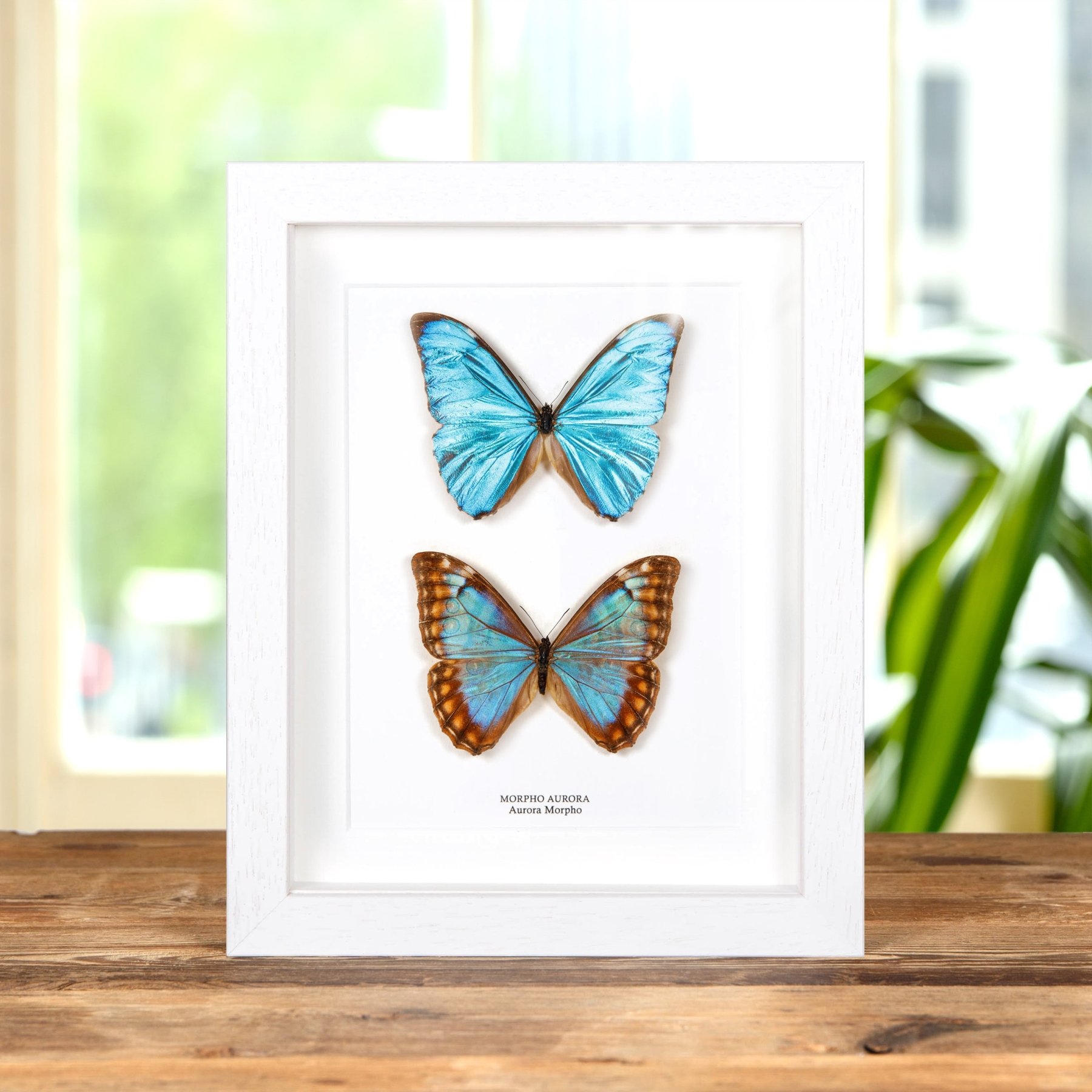 Aurora Morpho Butterfly Male & Female Pair In Box Frame (Morpho aurora)