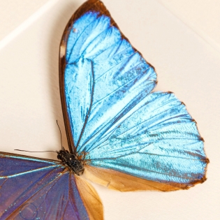 Aurora Morpho Butterfly Male & Female Pair In Box Frame (Morpho