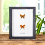 Minibeast Golden-tailed Hairstreak In Box Frame (Cheritra orpheus)